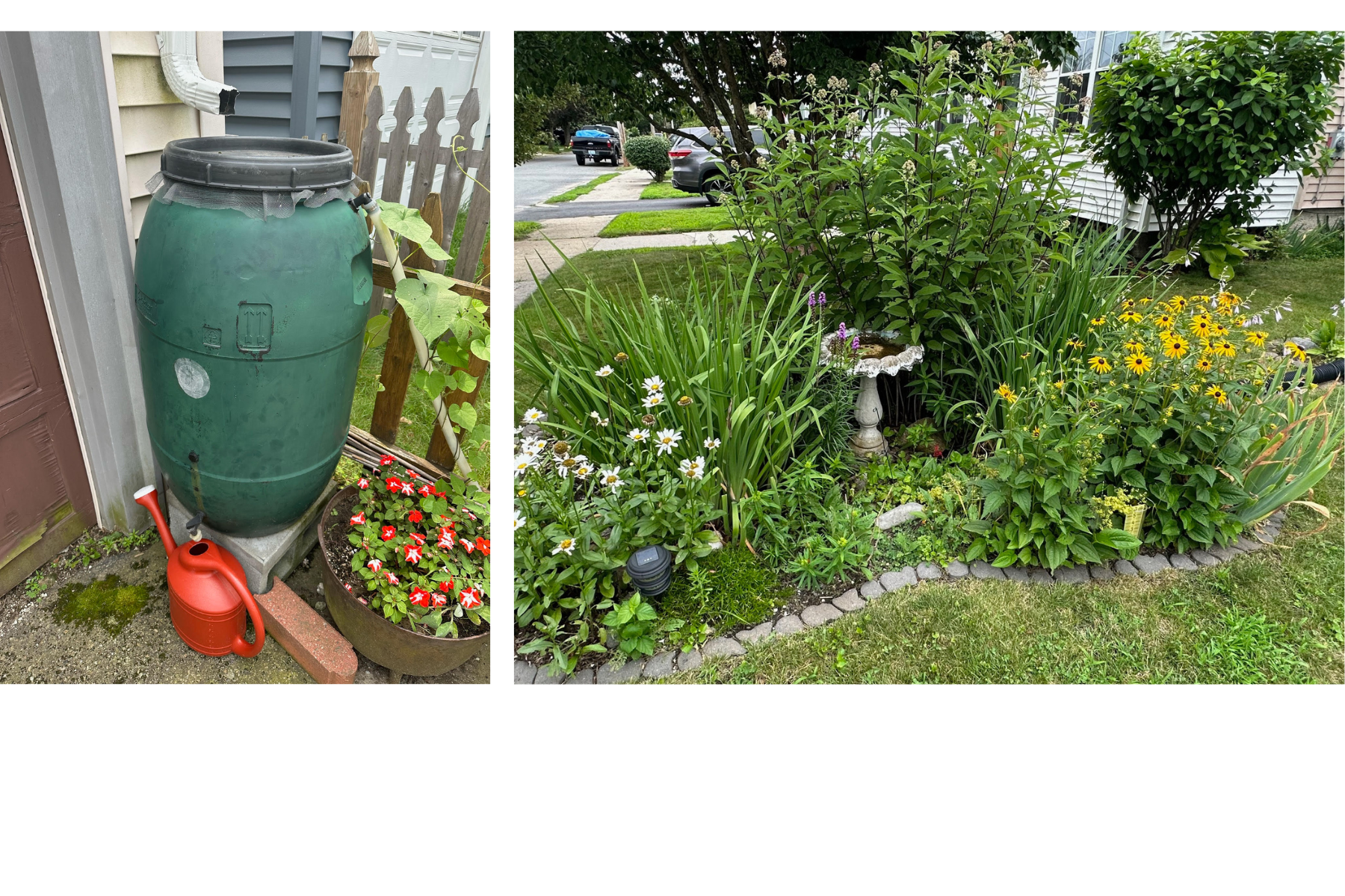 Image of Jed's Rain Garden and Rain Barrel