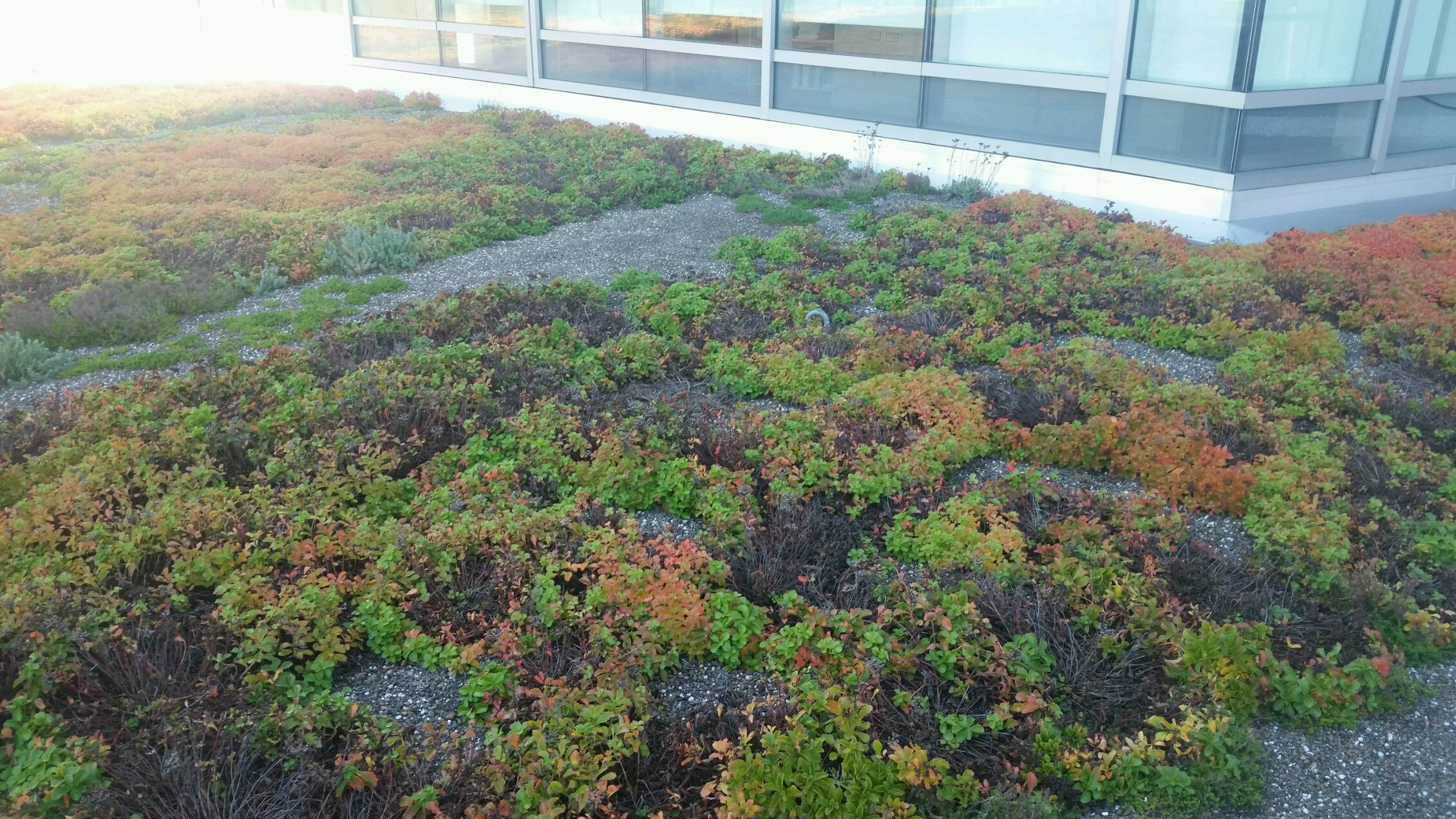 Blue cross roof_green infrastructure_rhode island_photo by David Gerraughty