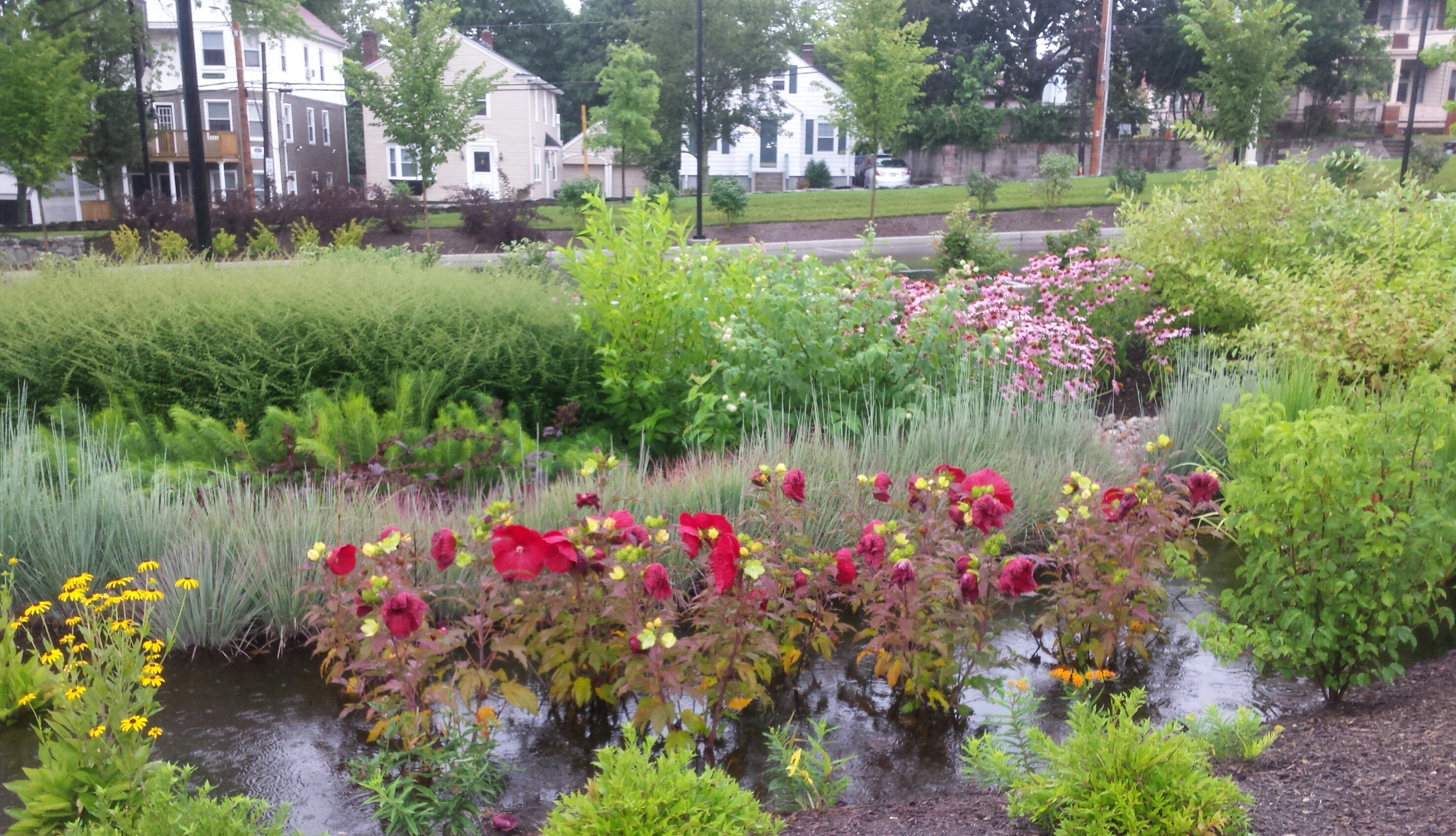 Bioswales like this help control storm water bring the beauty of nature to Providence College’s urban campus. Photo By Dave Everett