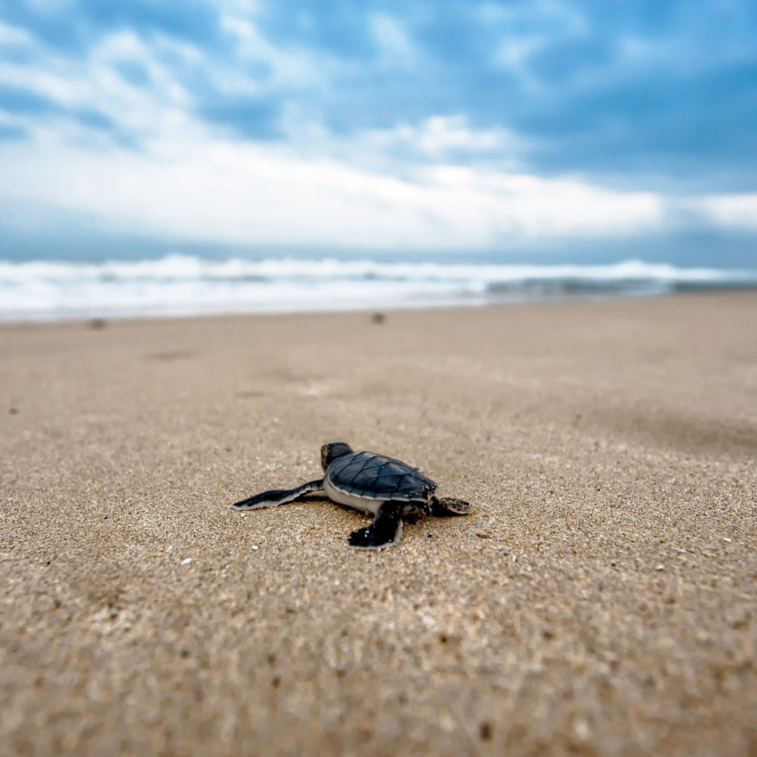 ReThinkDisposable_Sea Turtle_Adobe Spark (1).png