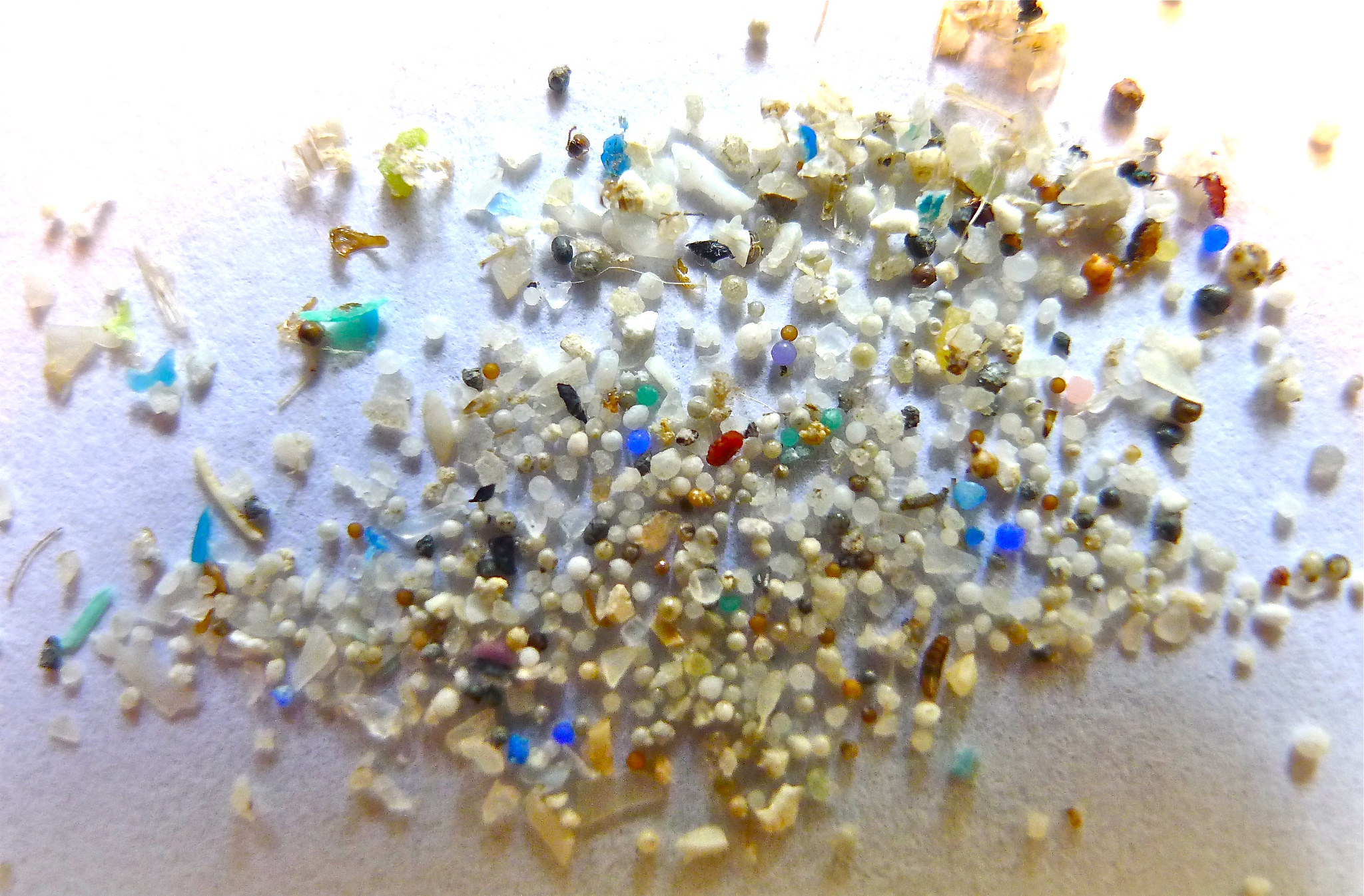 Image of microplastics. Photo Credit Oregon State University