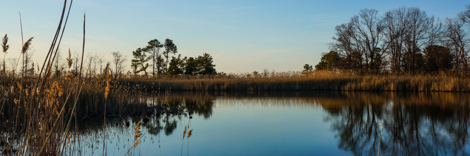 Maryland wetlands with plants and trees surrounding marsh and lake