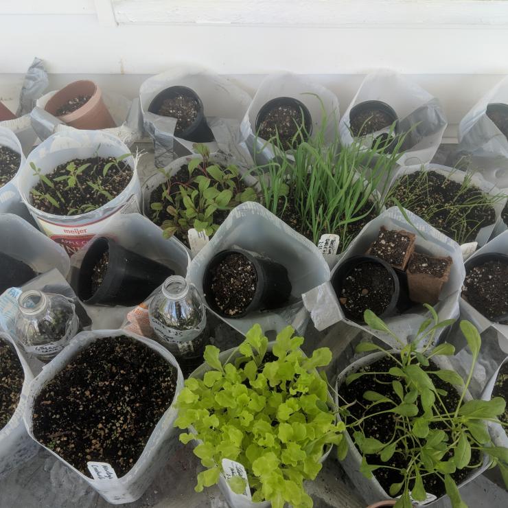 Open containers of milk jugs filled with soil and plant seedlings