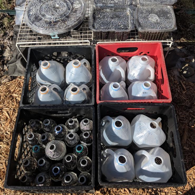 Milk jugs and water bottle containers filled with soil and seeds outside in milk crates