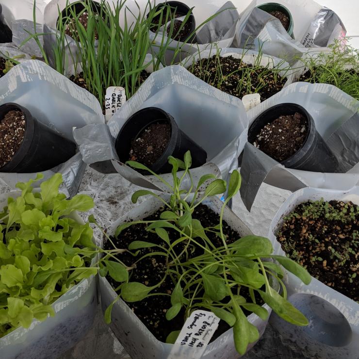 Open containers of milk jugs filled with soil and plant seedlings