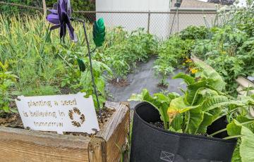 Backyard garden with decorative sign "Planting A Seed Is Believing In Tomorrow"