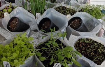 Open containers of milk jugs filled with soil and plant seedlings