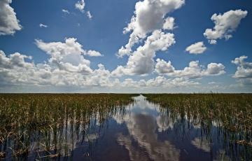 Image of wetlands