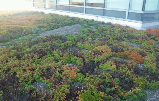 Blue cross roof_green infrastructure_rhode island_photo by David Gerraughty