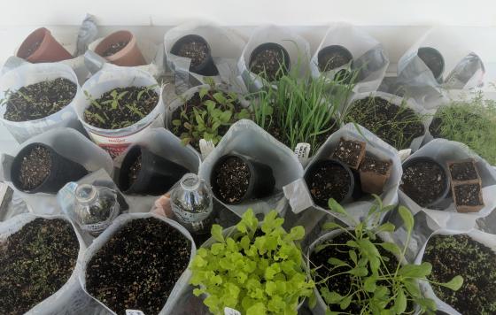 Open containers of milk jugs filled with soil and plant seedlings