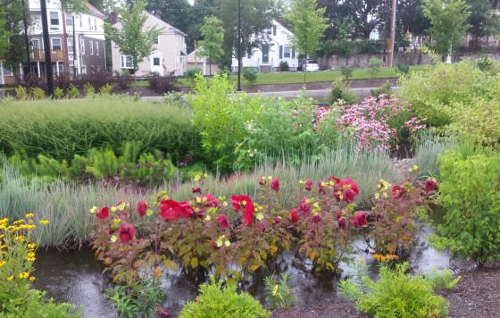 Bioswales like this help control storm water bring the beauty of nature to Providence College’s urban campus. Photo By Dave Everett