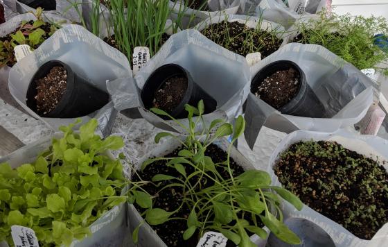 Open containers of milk jugs filled with soil and plant seedlings