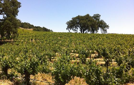 vineyard in Paso Robles