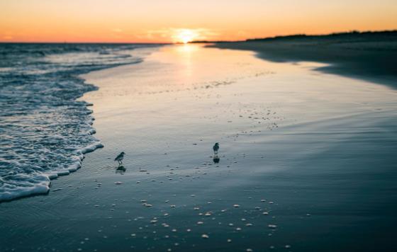 rhode island-beach-birds-canva.jpg